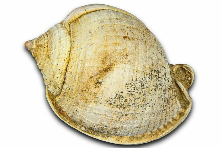Miocene Fossil Sea Snail (Semicassis) Shell - France #365511